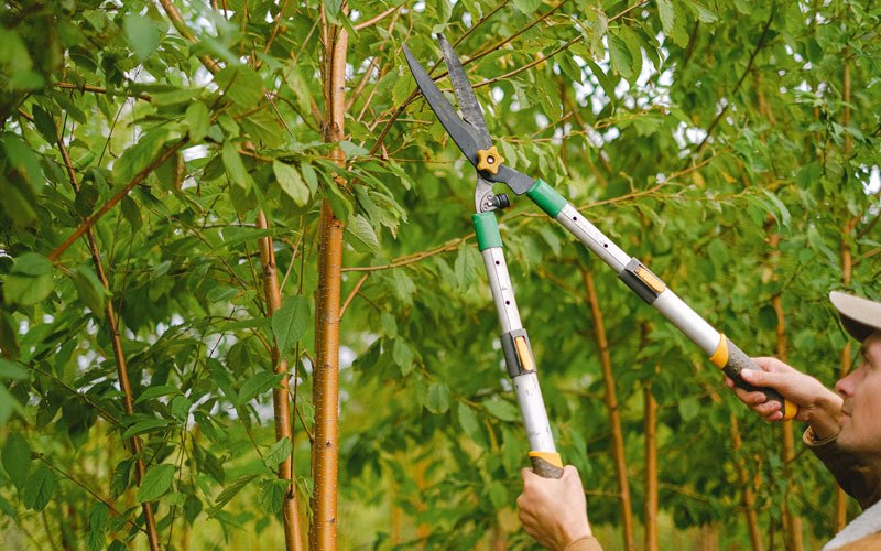 Tree trimming in Dunkerton, IA